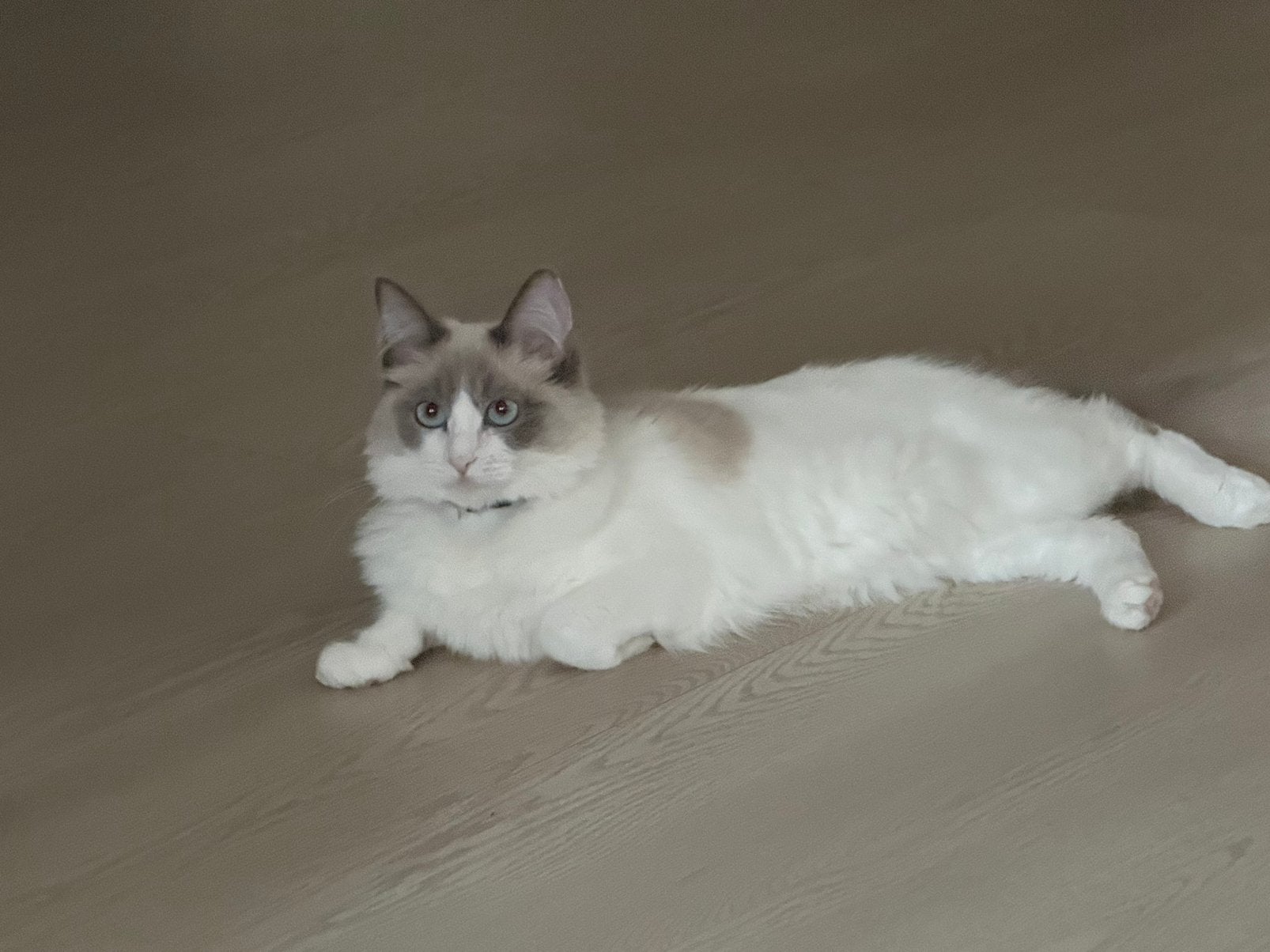 Raggdoll poes, Dieren en Toebehoren, Katten en Kittens | Raskatten | Langhaar, Poes, Gechipt, 0 tot 2 jaar