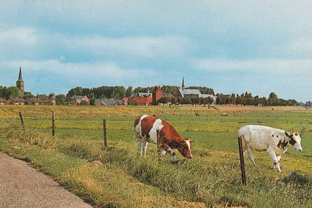 MEGEN Gezicht op Megen met Koeien, Verzenden, 1980 tot heden, Ongelopen, Noord-Brabant