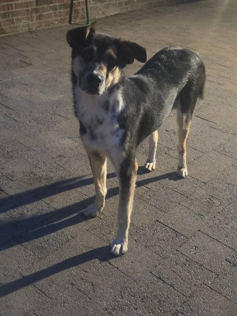  Django zoekt zijn gouden mandje , Dieren en Toebehoren, Honden | Niet-rashonden, Particulier, Reu, 1 tot 2 jaar, Buitenland