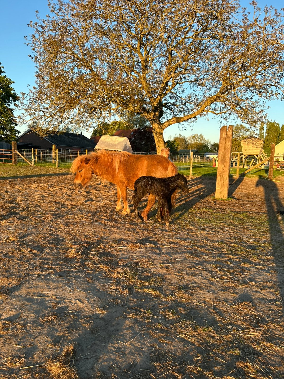 Lieve shetlandmerrie vos (2020)met zwart veulen (2026), Dieren en Toebehoren, Pony's, Merrie, Onbeleerd, A pony (tot 1.17m), Recreatiepony