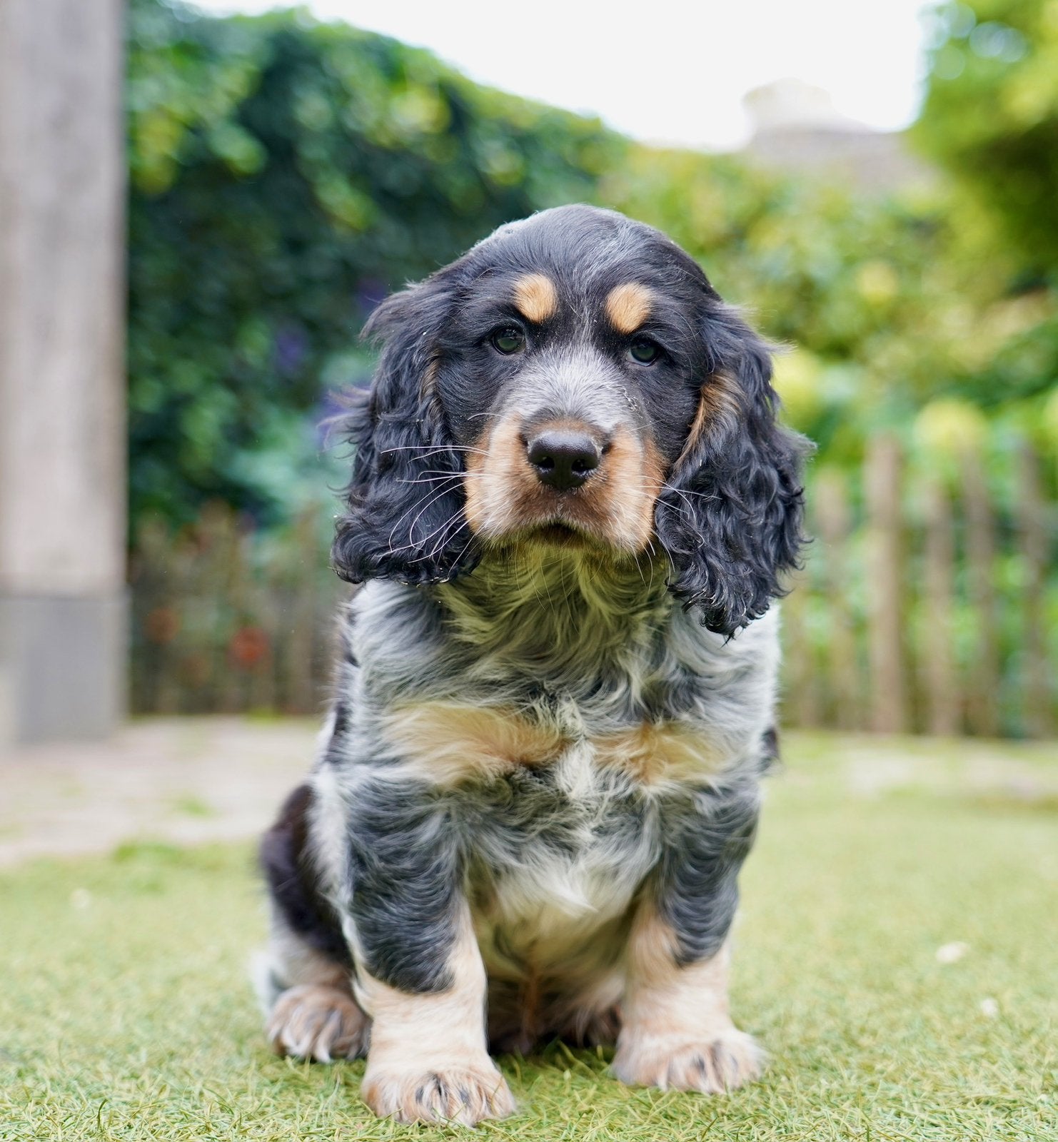 Engelse Cocker Spaniël pup | Reutje, Nederland, Reu, CDV (hondenziekte), 8 tot 15 weken