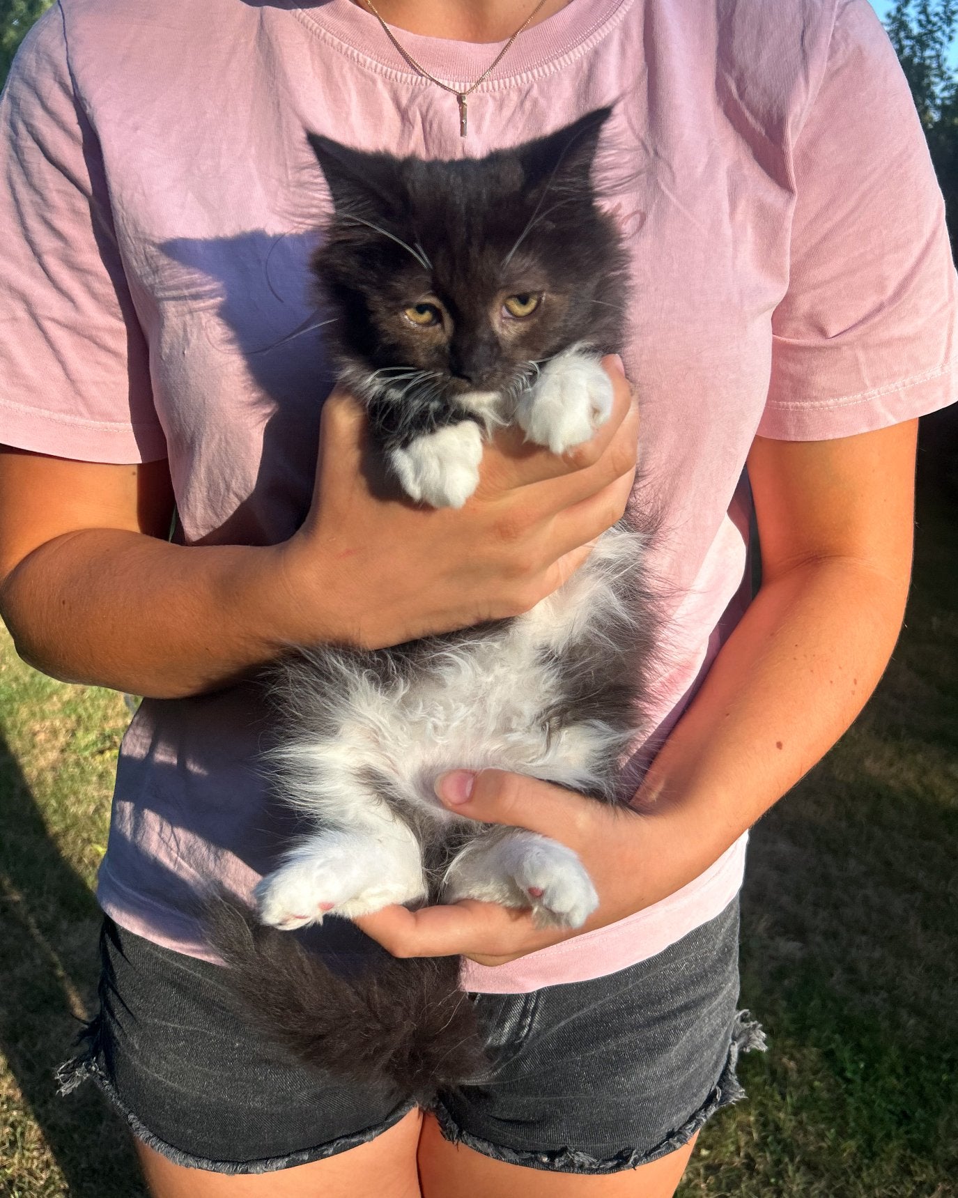Lieve en speelse kitten, Siberische Boskat, Kater, Ontwormd, 0 tot 2 jaar
