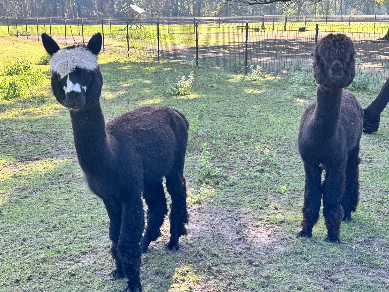 Diverse alpaca”s te koop, Dieren en Toebehoren, Meerdere dieren, Alpaca