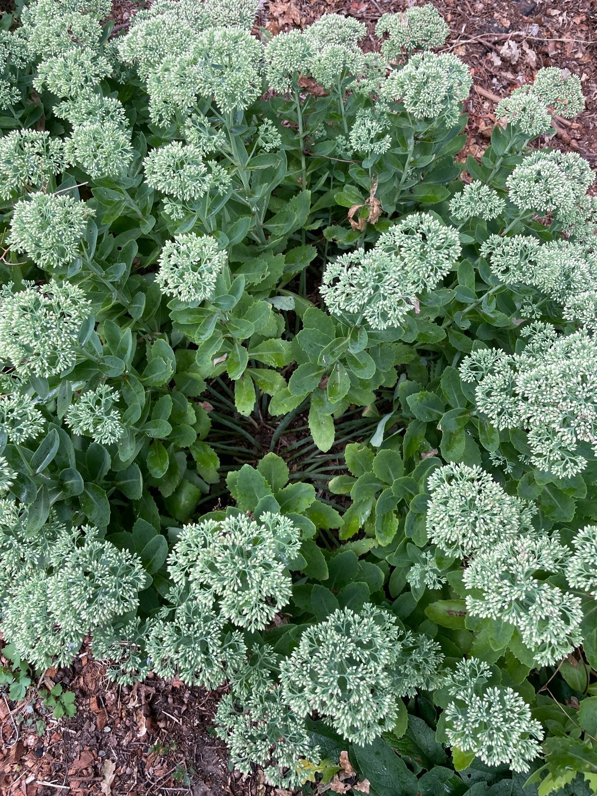 Sedum spectabile: Droogtebestendige Vaste Plant, Volle zon, Vaste plant, Herfst, Ophalen