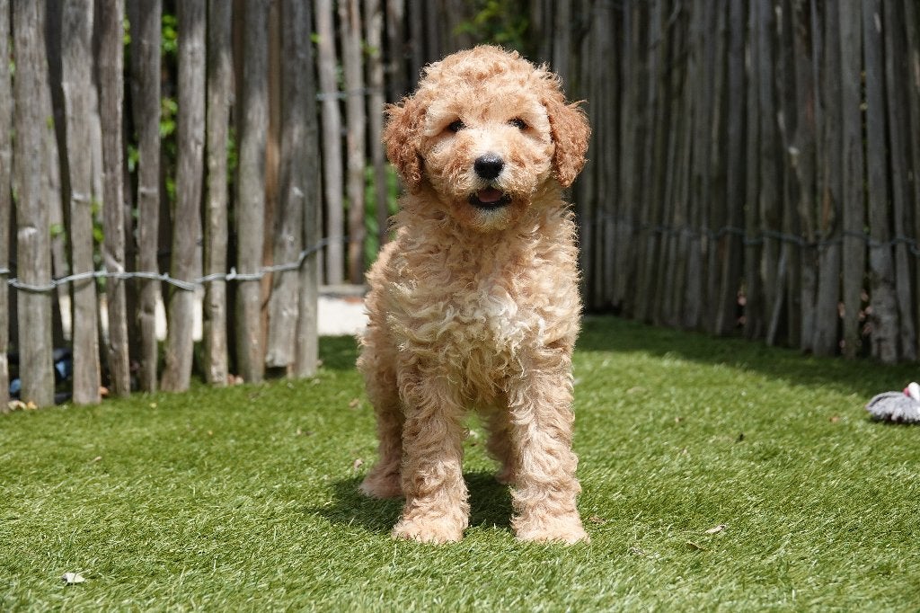 Prachtige Goldendoodle pups (Abrikoos), Parvo, België, Overige rassen, 8 tot 15 weken