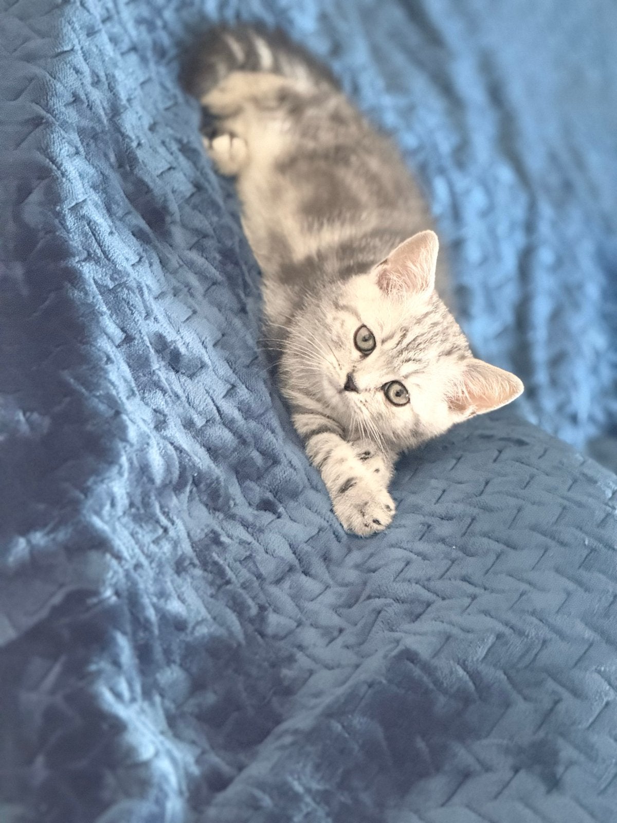 Kittens Russisch met bengaal, Dieren en Toebehoren, Meerdere dieren, Ontwormd, 0 tot 2 jaar