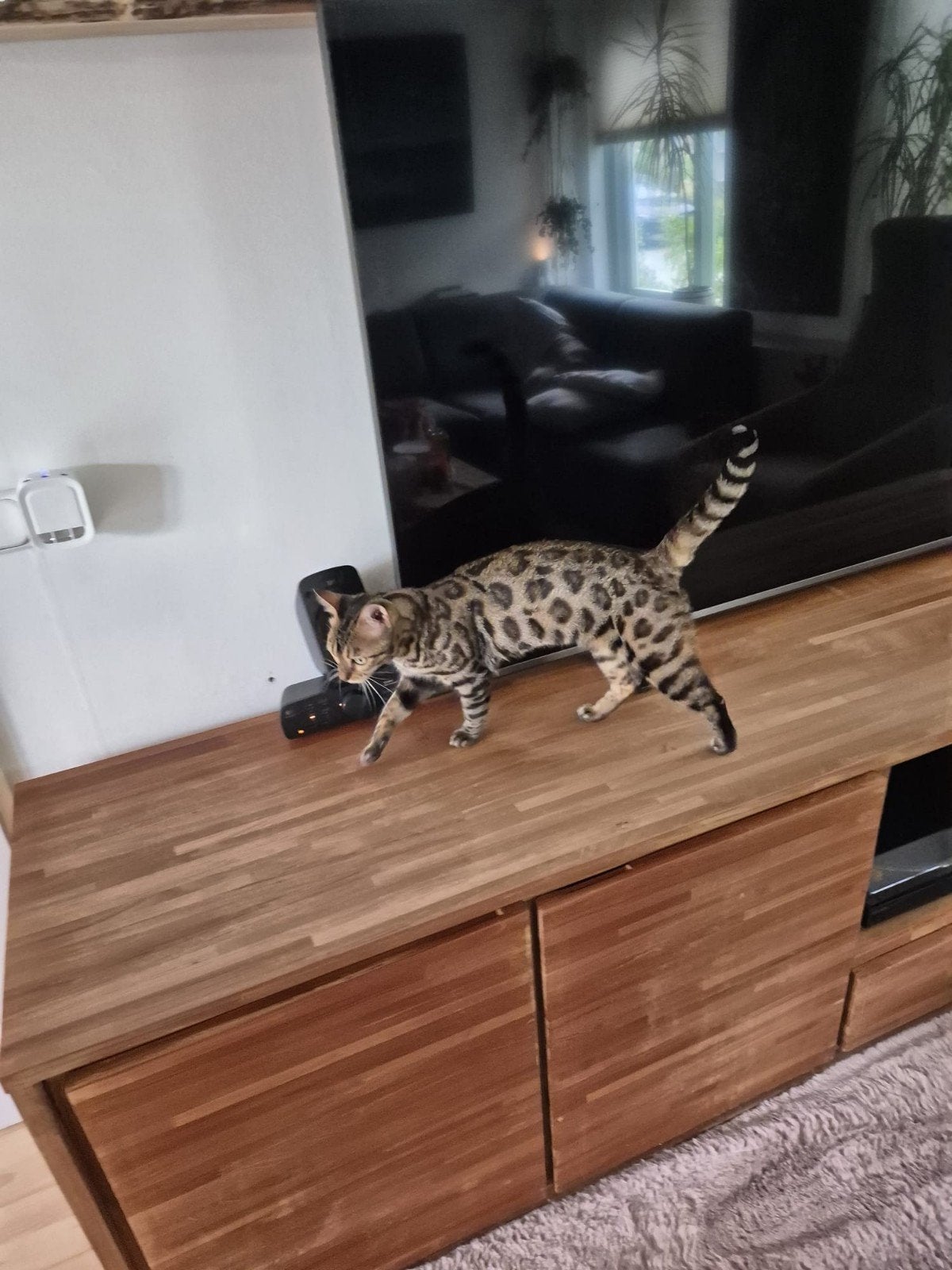 Mooie Bengaal, Dieren en Toebehoren, Poes, Gechipt, 0 tot 2 jaar
