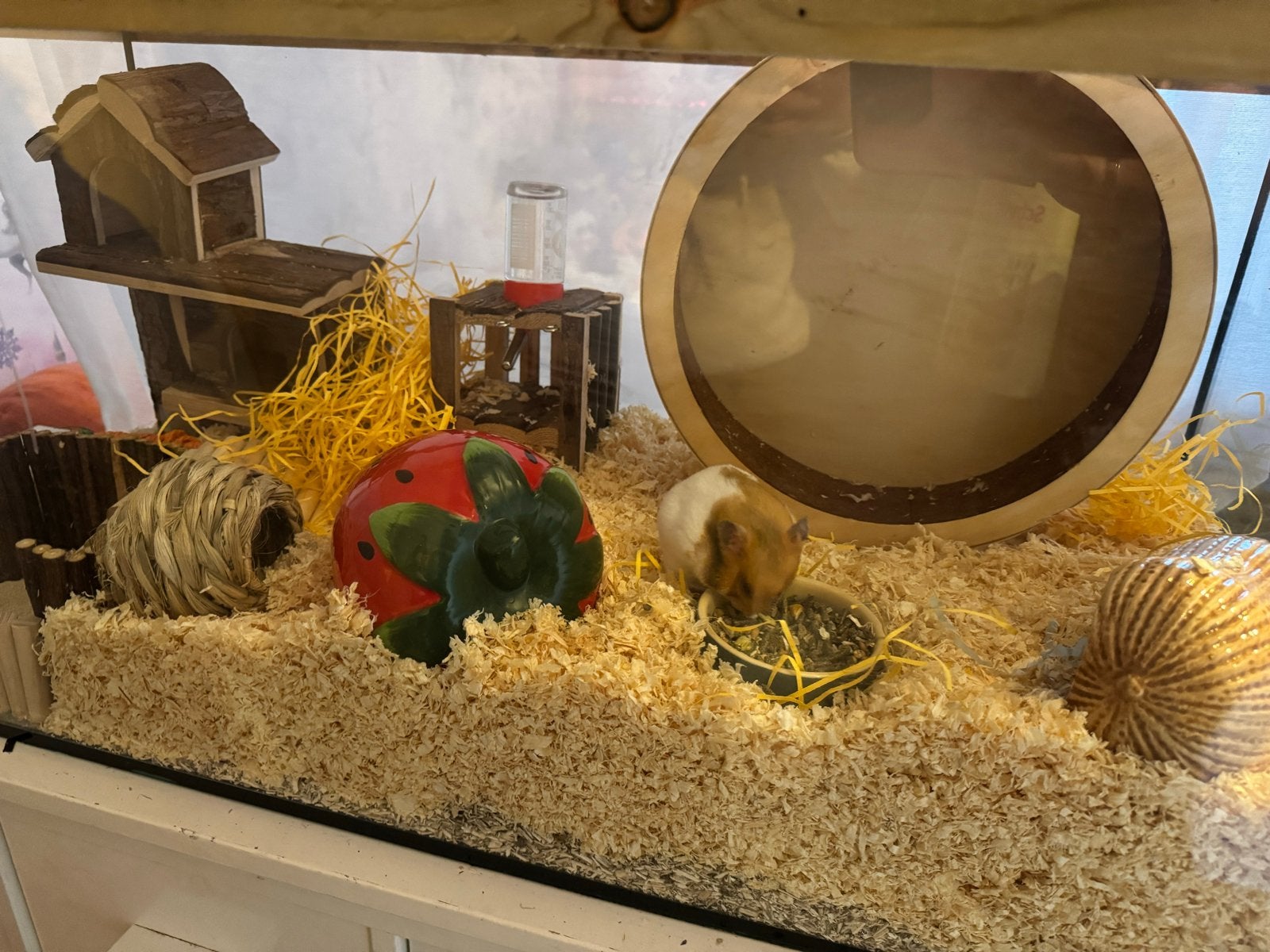 Hamster terrarium glas, Dieren en Toebehoren, Ophalen, Zo goed als nieuw, Hok, Hamster
