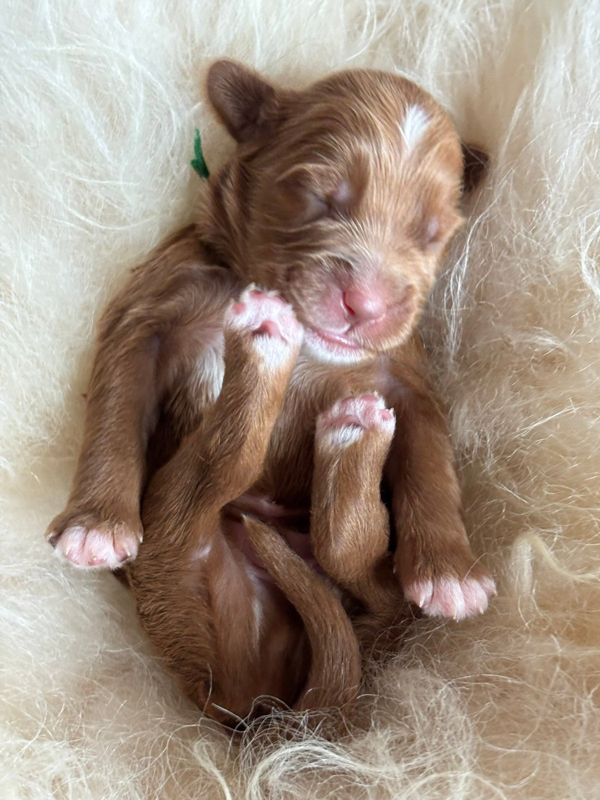 Cobberdog pup australian labradoodle puppies doodle puppy, Parvo, 8 tot 15 weken, Meerdere dieren, Eén hond