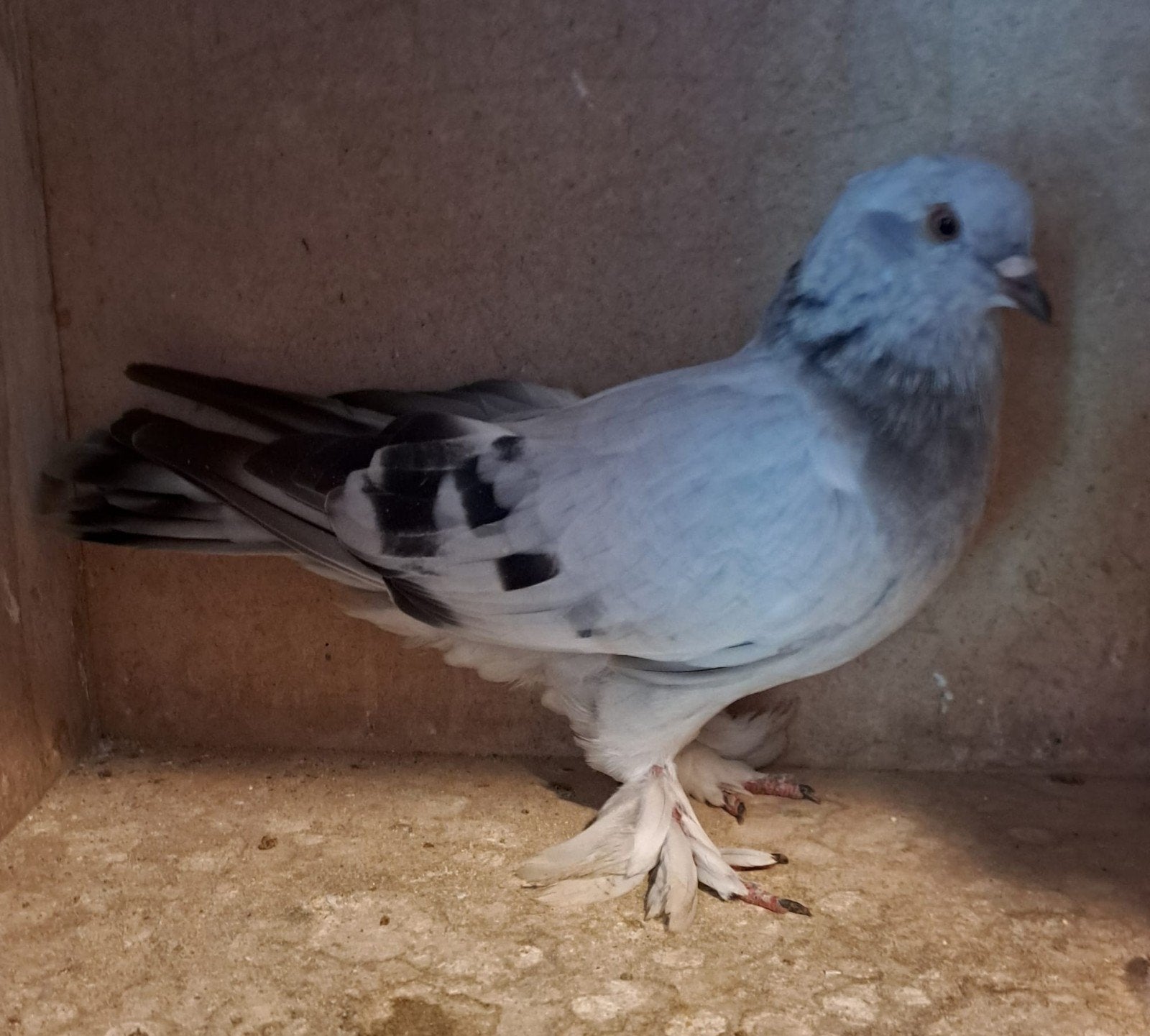 jonge takla, Meerdere dieren, Postduif