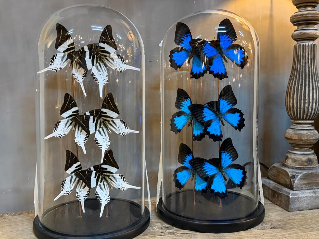 Vlinder vlinders in stolp vitrine lijst opgezet, Ophalen, Zo goed als nieuw, Insect, Opgezet dier