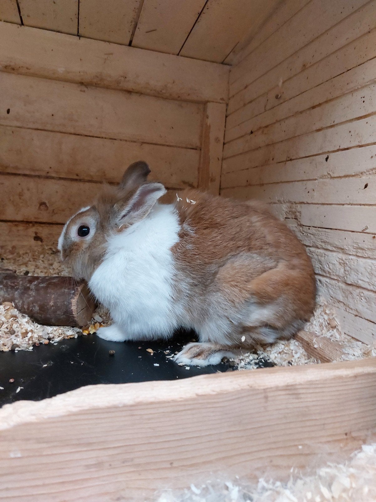 Dweg konijntjes  Hollandertjes, Dieren en Toebehoren, Meerdere dieren