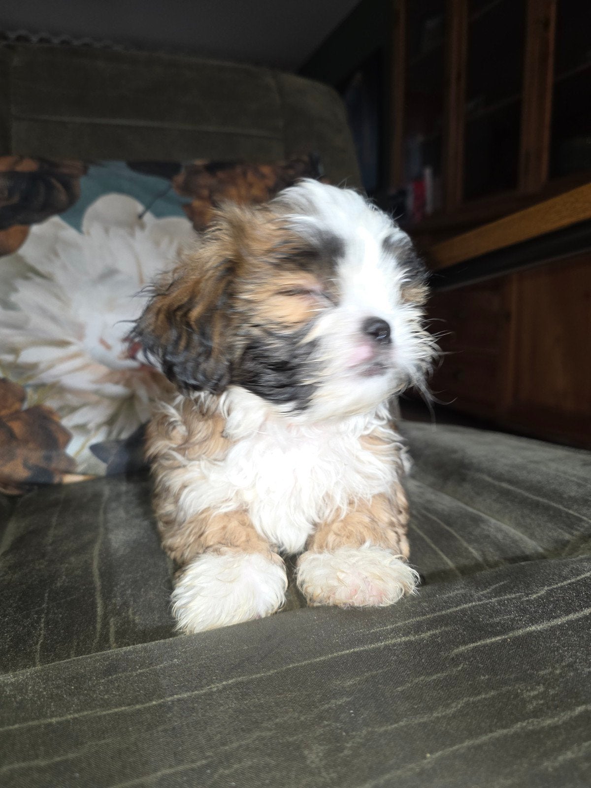 Boomer pups, Parvo, Overige rassen, 8 tot 15 weken, Meerdere