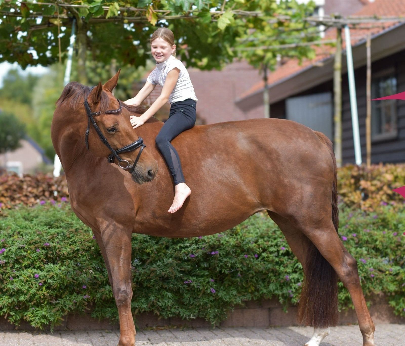 Fokmerrie rijpaardmerrie, Merrie