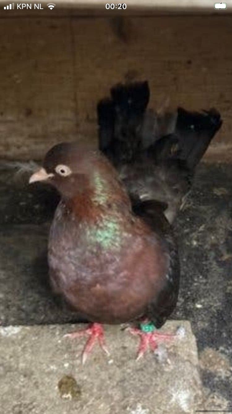 4 oosterse rollers voor 20 euro, Meerdere dieren