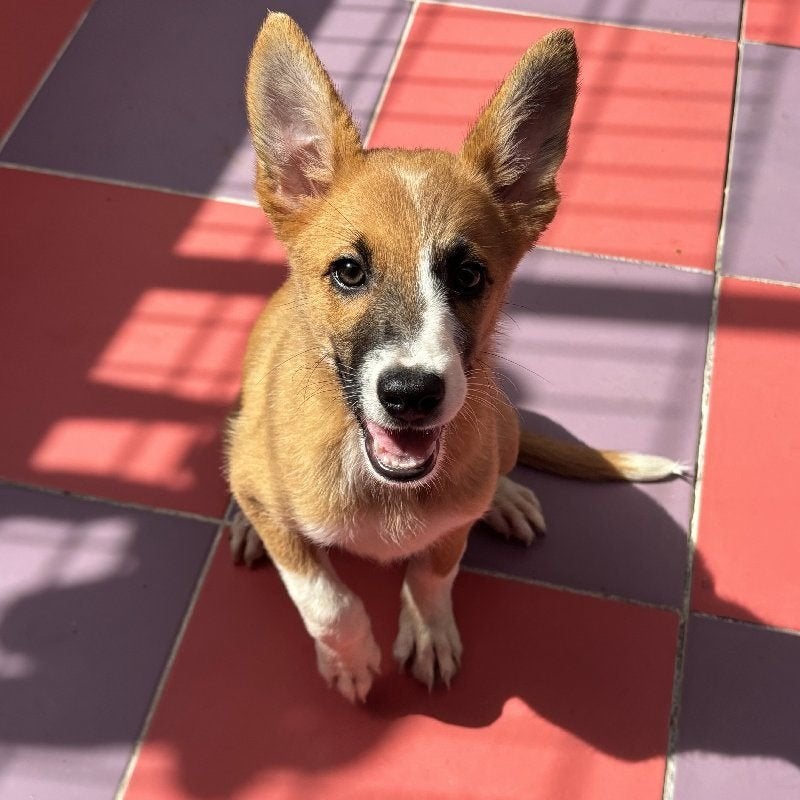 ACE: Pyrra heeft bezigheid en beweging nodig!, Particulier, 8 tot 15 weken, Buitenland, Teef