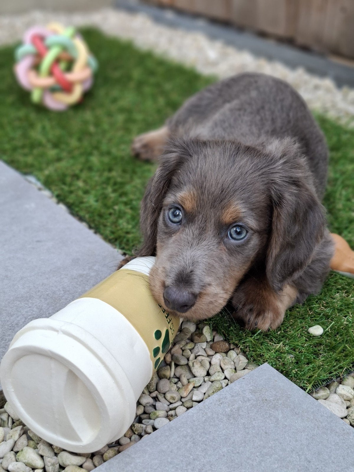 Dwerg Teckel pup, Dieren en Toebehoren, Reu, 8 tot 15 weken, Korthaar, Dwerg
