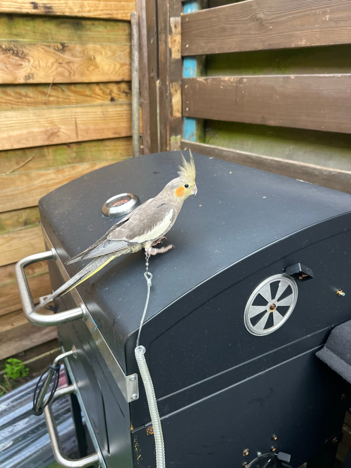 Grijze kleur papegaai , soort cockatiel, Mannelijk, Papegaai, Tam