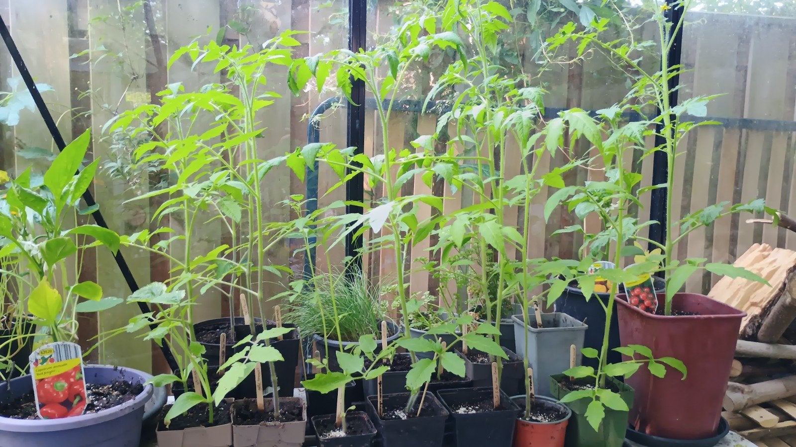 Bijzondere tomatenplantjes, Tuin en Terras, Ophalen, Eenjarig, Groenteplanten, Volle zon
