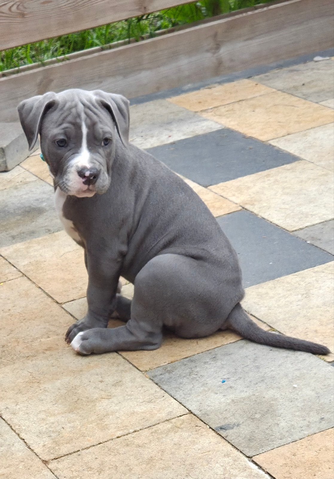 eenmalige unieke pups nog ☆2 pups beschikbaar☆, 8 tot 15 weken, Bulldog, Meerdere, Meerdere dieren