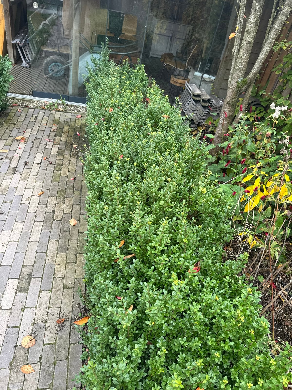Ilex Crenata (Japanse Hulst) -  Groene Afscheiding, Tuin en Terras, Ophalen, Hulst, Haag, Minder dan 100 cm
