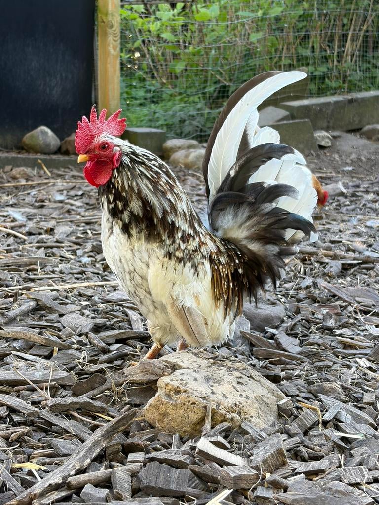 Lief serama haantje zoekt thuis, Dieren en Toebehoren, Pluimvee, Kip