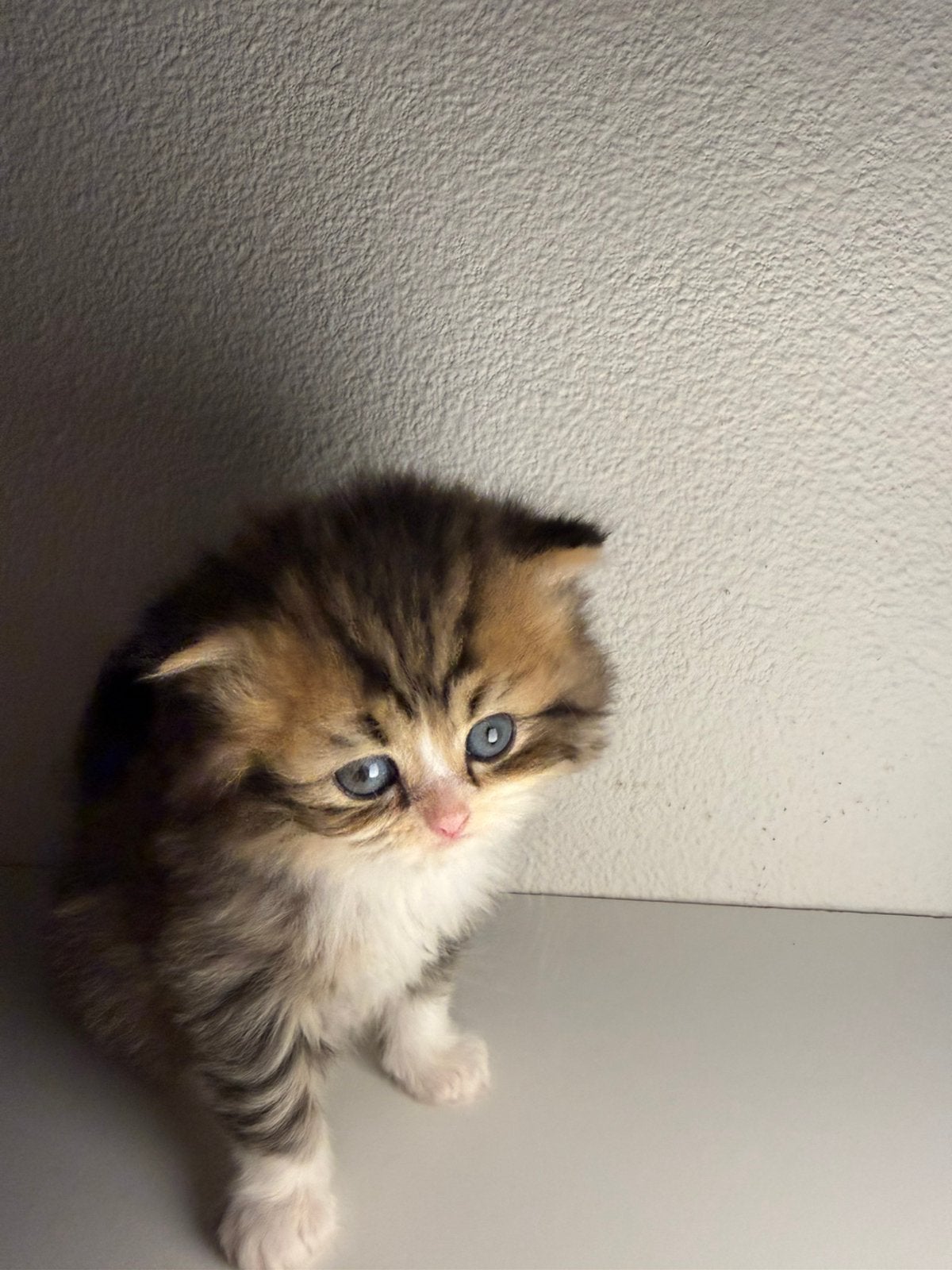 Lieve Perzische kittens zoeken een liefdevol thuis, Dieren en Toebehoren