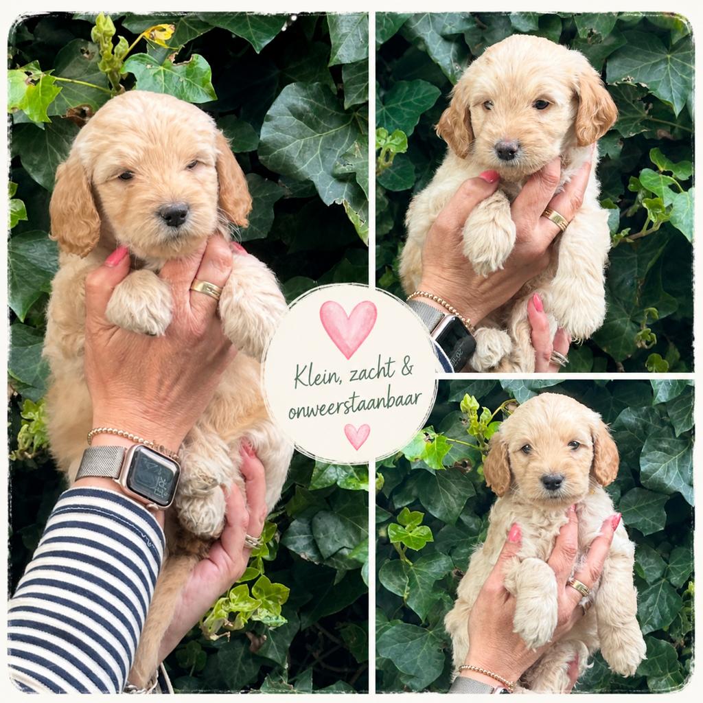 Nog 3 prachtige Australian Labradoodle teefjes, Dieren en Toebehoren, Honden | Niet-rashonden, Middel, Teef, Fokker | Hobbymatig