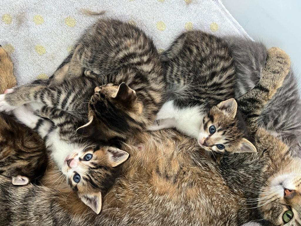 Kittens, Meerdere dieren, Ontwormd, 0 tot 2 jaar