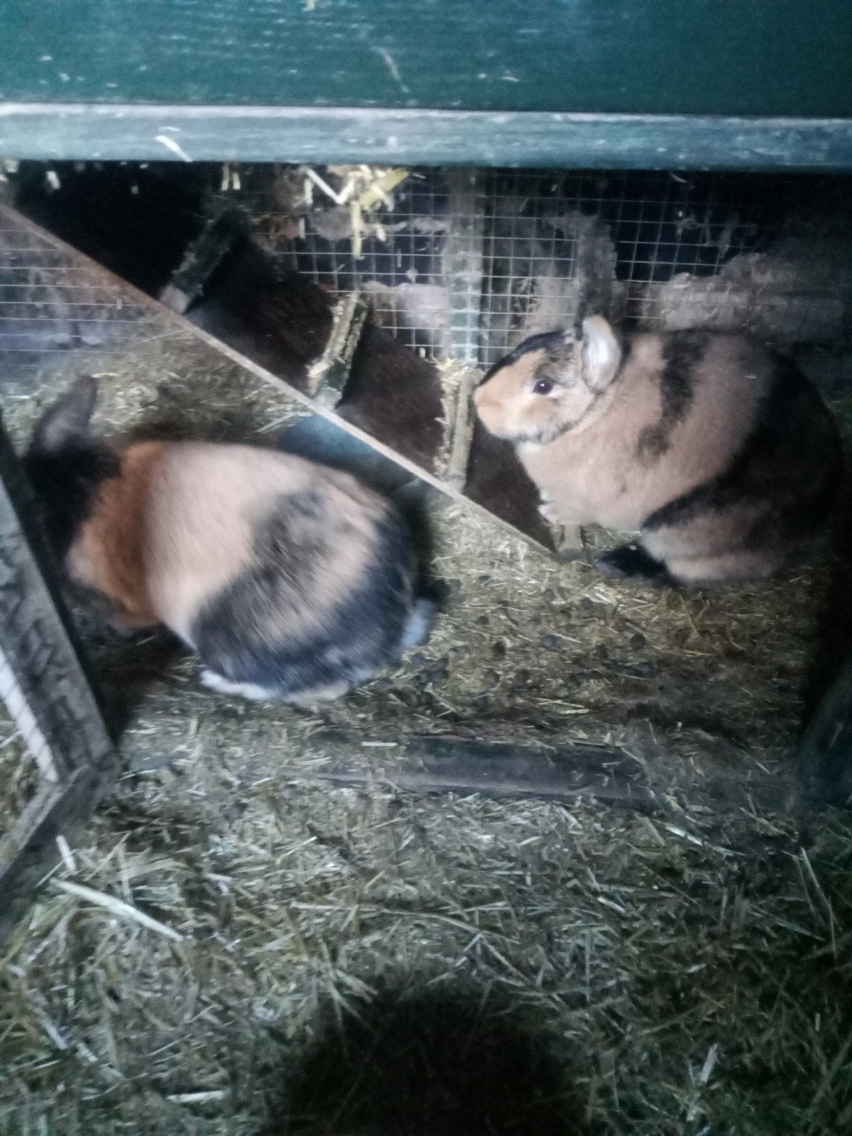 2 konijnen, Dieren en Toebehoren