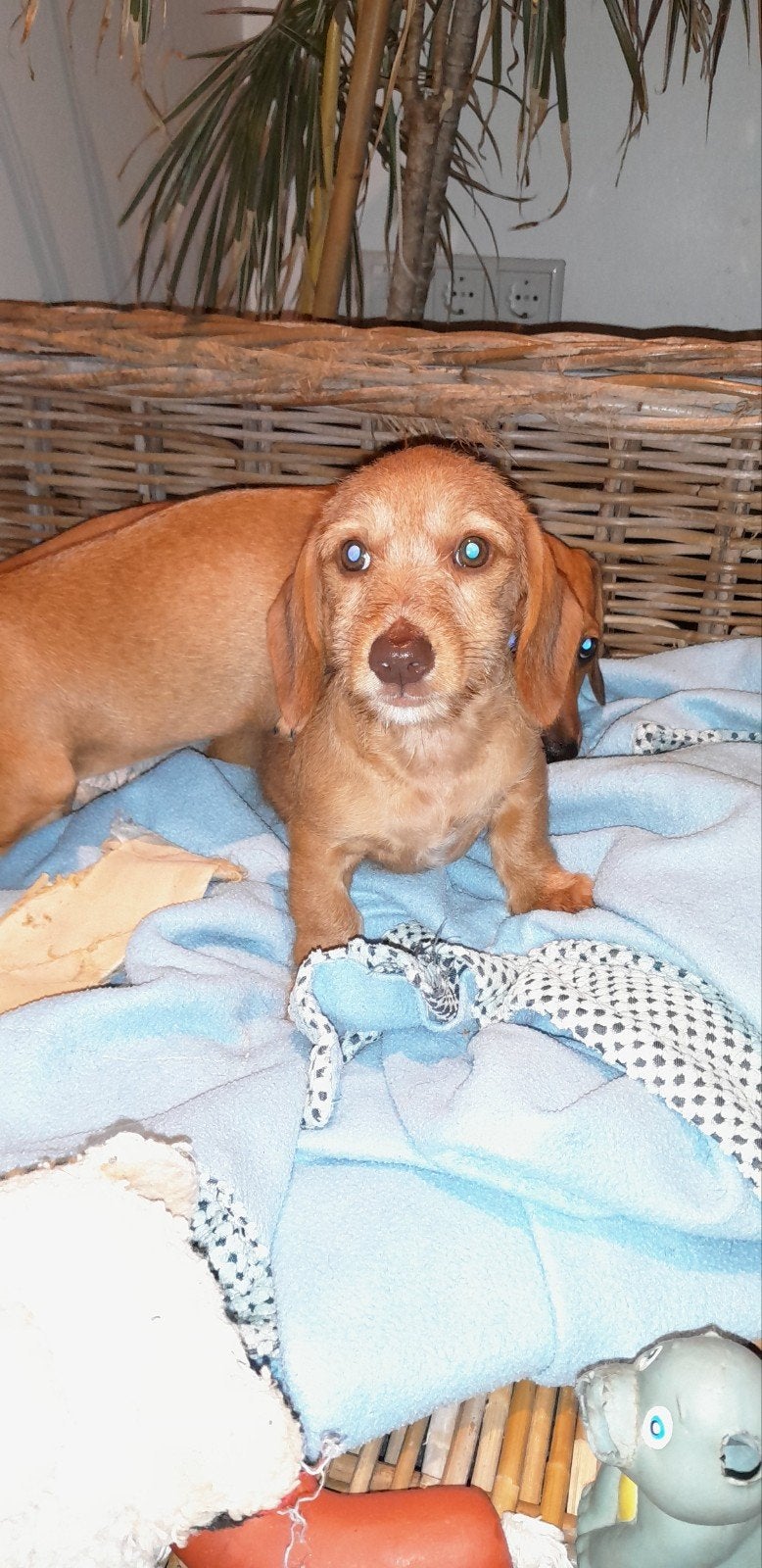 Speelse Dwerg kaninchen teckel pups., Parvo, 8 tot 15 weken, Korthaar, Dwerg