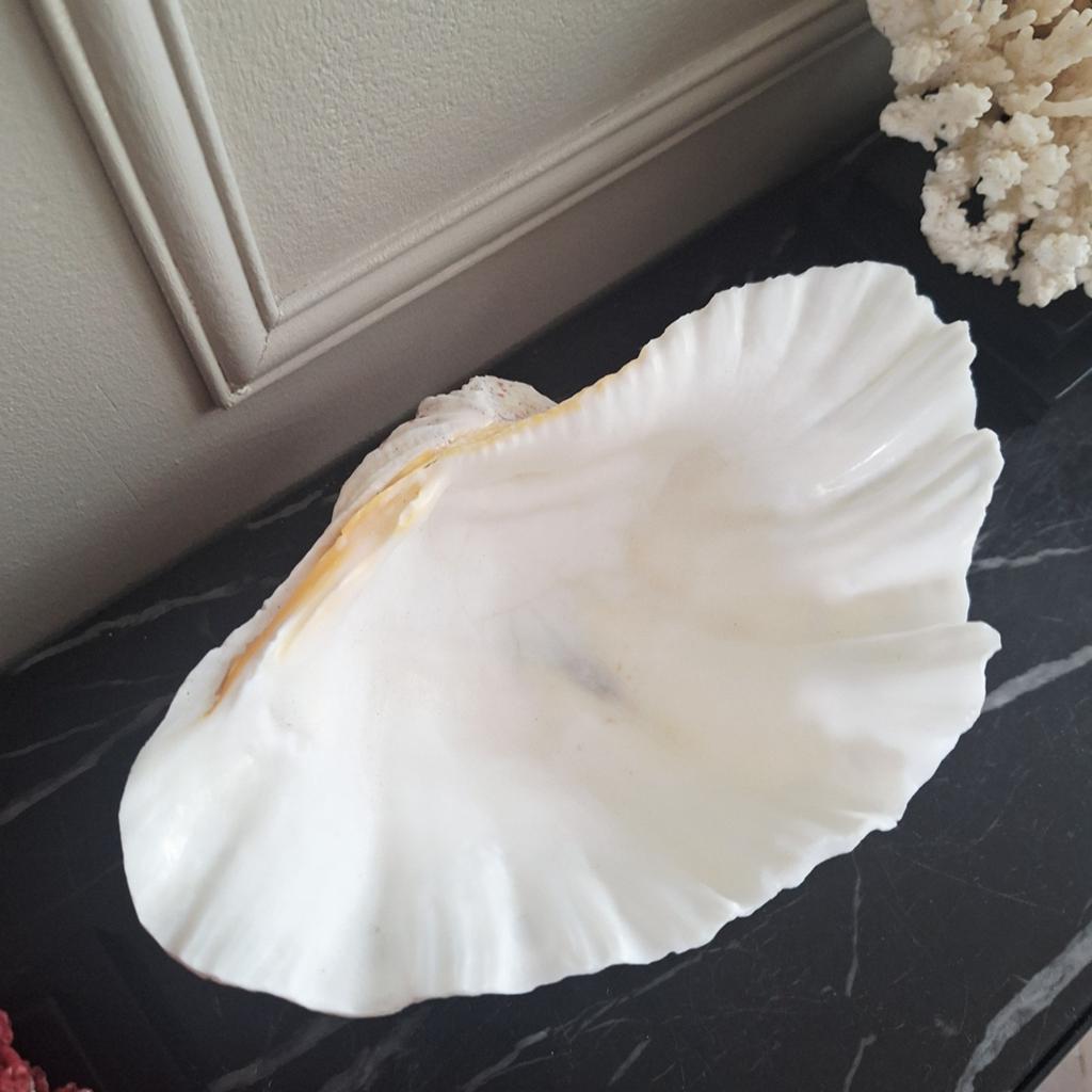 Witte grote doopvont schelp japandi bali stijl, Ophalen of Verzenden