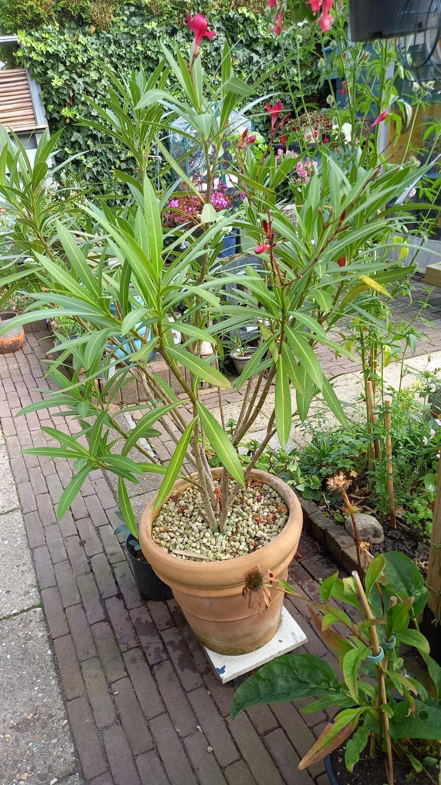 Oleander, Tuin en Terras, Ophalen, Overige soorten, Volle zon