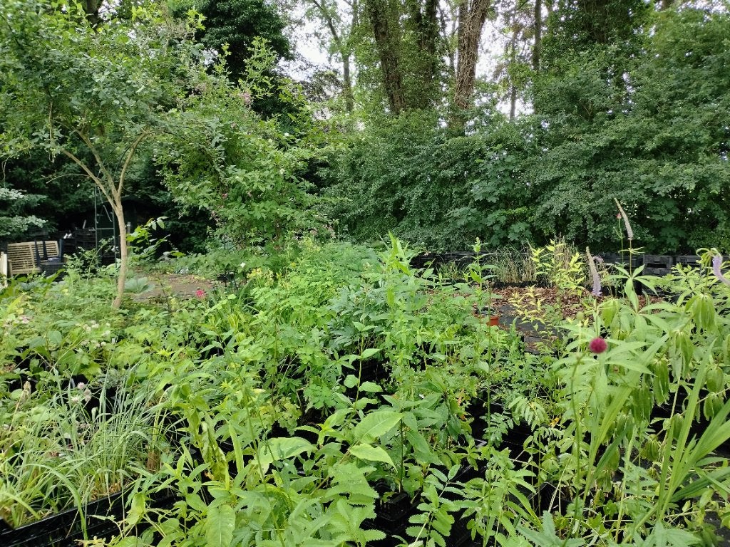 Bijzondere vaste planten €2,00 per stuk, 40 kistjes, Ophalen, Vaste plant, Overige soorten, Volle zon