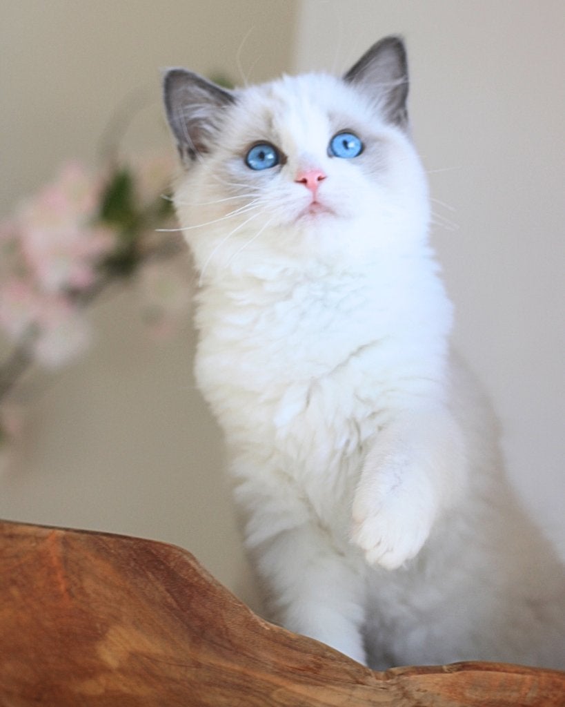 Ragdoll Kittens, Dieren en Toebehoren, Katten en Kittens | Raskatten | Langhaar, Meerdere dieren, Met stamboom, 0 tot 2 jaar
