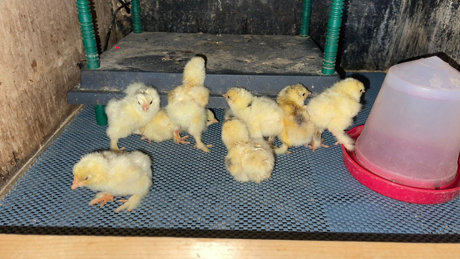 Kuikentjes Brahma & parelhoenders, Geslacht onbekend, Kip