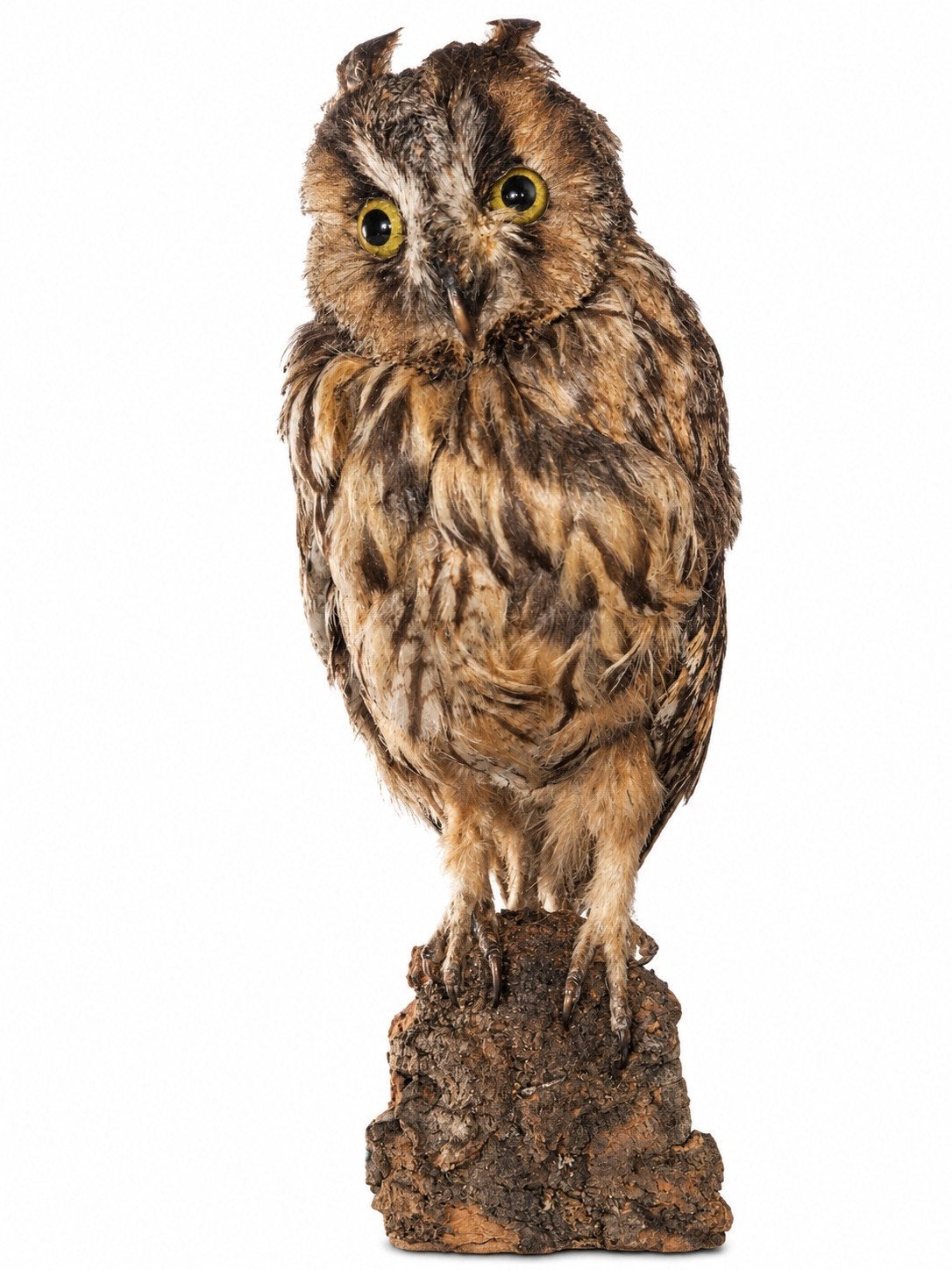 opgezette antieke uil taxidermie, Ophalen of Verzenden, Zo goed als nieuw, Vogel, Opgezet dier