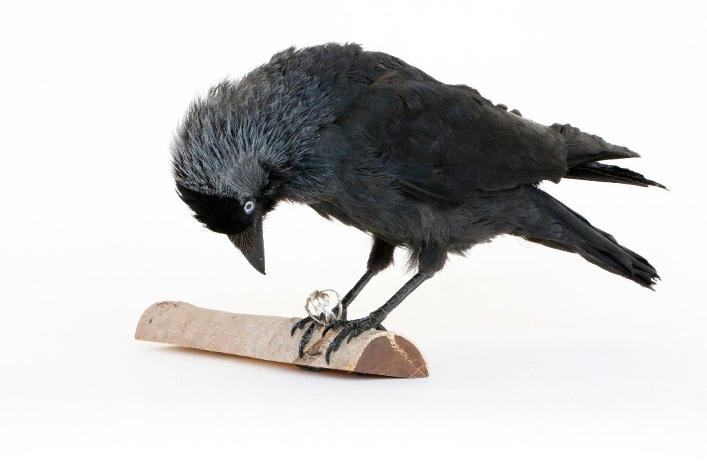 Kauwtje opgezet met zilveren ring, Verzamelen, Ophalen of Verzenden, Zo goed als nieuw, Vogel, Opgezet dier