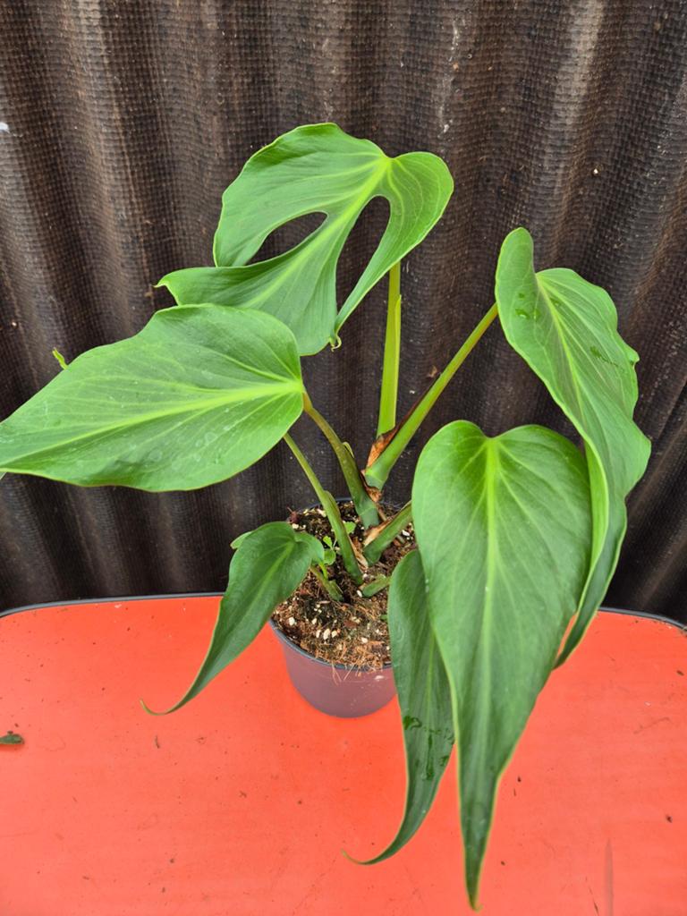 Monstera Burle Marx Flame p17 (C), Ophalen of Verzenden, Halfschaduw, Minder dan 100 cm