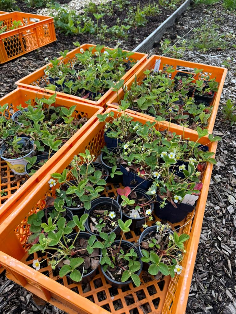 Mooie aardbeiplanten Fragaria  ananassa 'Ostara', Ophalen, Eenjarig, Groenteplanten, Volle zon