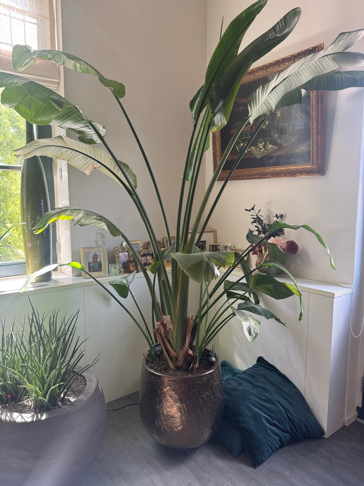 Grote Strelitzia van 2.40m in een bronzen aardewerken bak, Ophalen, 200 cm of meer, Overige soorten, Halfschaduw
