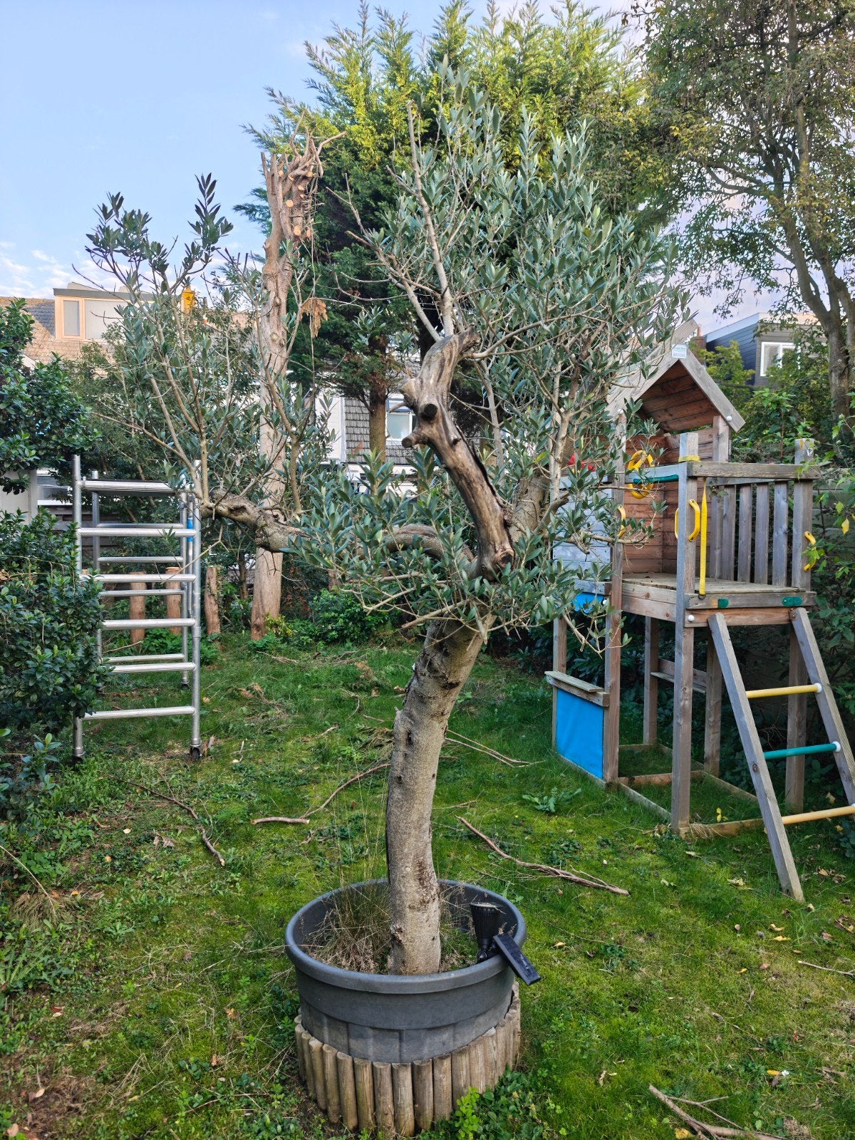 Volwassen olijfboom ± 200m in pot - Wegens tuinrenovatie, Volle zon, Vaste plant, Bloeit niet, Ophalen