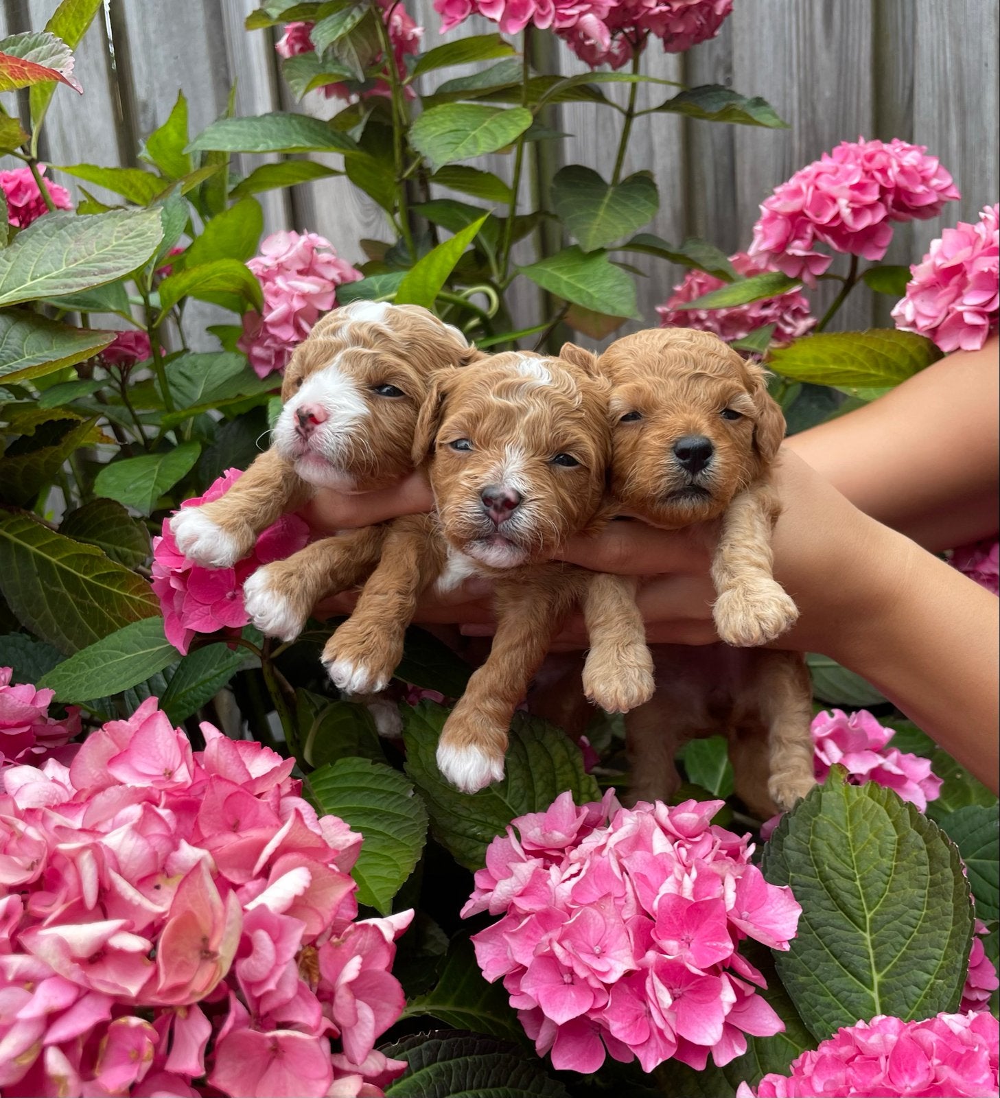 Maltipoo mini, Dieren en Toebehoren, Honden | Chihuahua's en Gezelschapshonden, Poedel, Parvo, 8 tot 15 weken, Teef