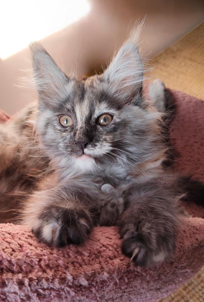 Lieve stamboom Maine Coon kittens, Dieren en Toebehoren, Katten en Kittens | Raskatten | Langhaar, Meerdere dieren, Met stamboom