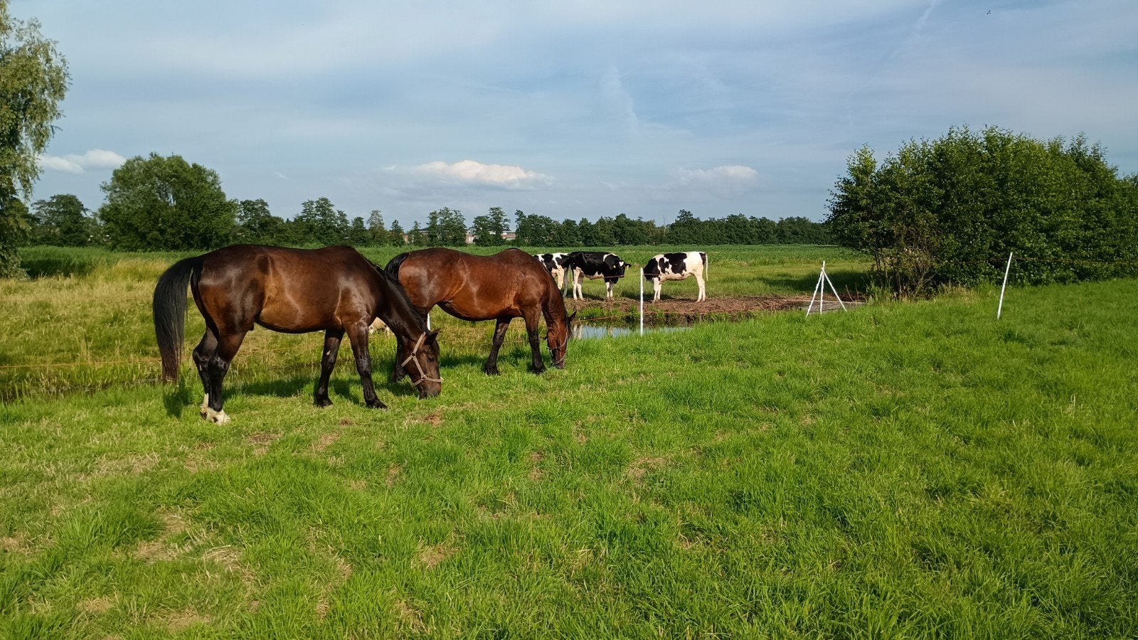 Kleinschalige & volledig verzorgde stalling, Dieren en Toebehoren, Opfok, 1 paard of pony