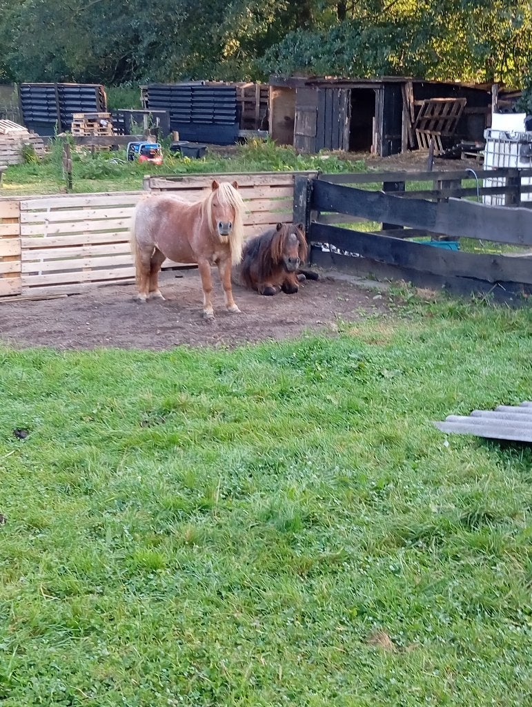 gezocht betrouwbare hulp ,