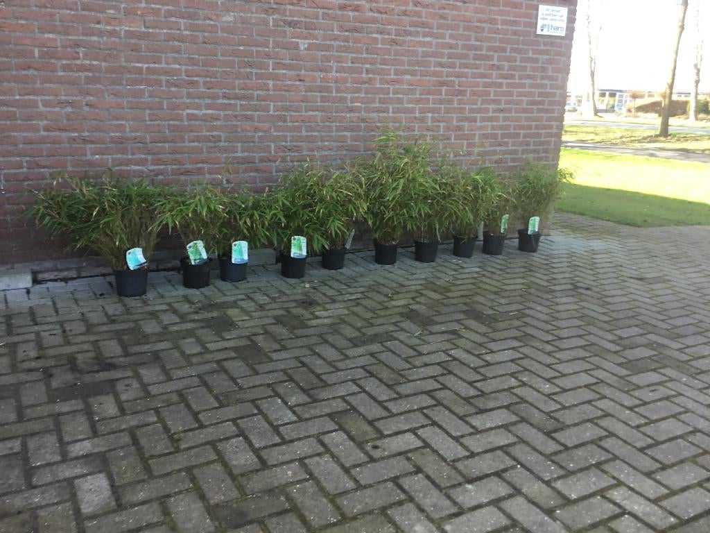 Fargesia Rufa, niet woekerende bamboe!!!, Ophalen, Bamboe, Haag, 100 tot 250 cm
