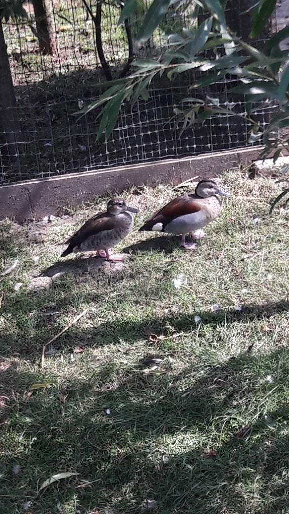Roodschoudertaling koppel, Dieren en Toebehoren, Meerdere dieren, Eend