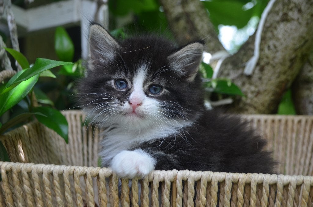 Noorse boskatkittens mogen koffertjes pakken, Meerdere dieren, Ontwormd, 0 tot 2 jaar