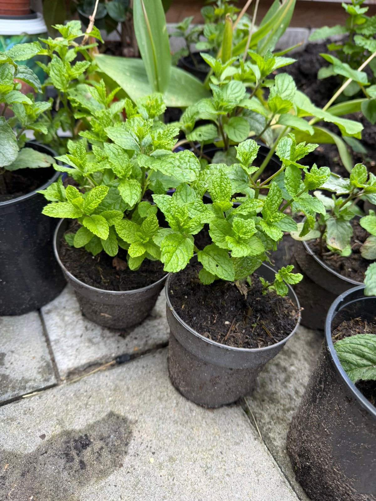 10 x Verse Muntplantjes - Diverse Soorten, Volle zon, Vaste plant, Ophalen of Verzenden, Kruiden